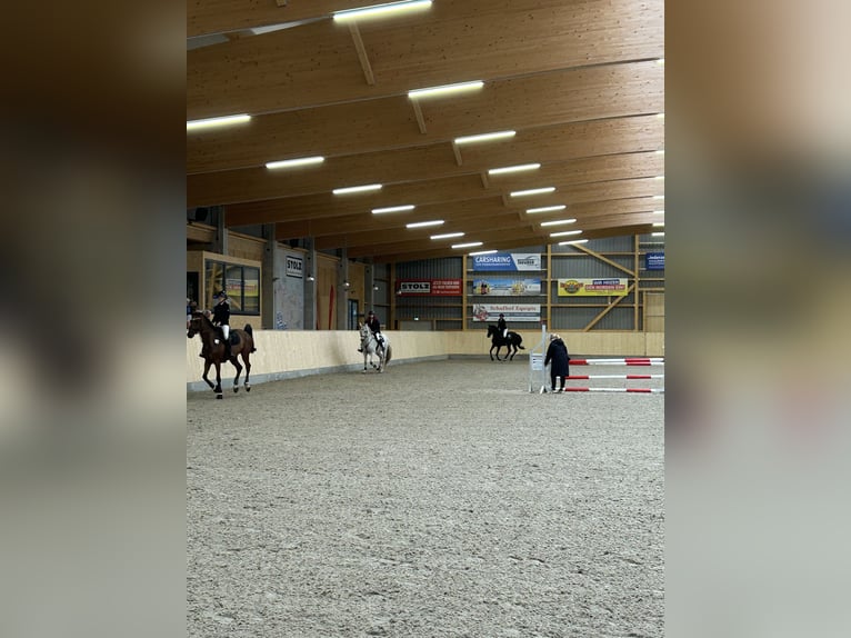Holstein Castrone 14 Anni 170 cm Grigio in Ahrensbök