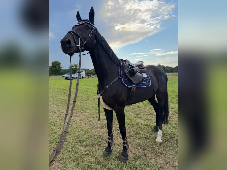 Holstein Castrone 14 Anni 170 cm Morello in Neuss