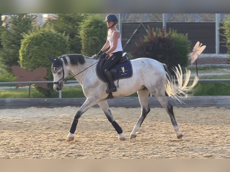 Holstein Castrone 14 Anni 171 cm Grigio in Elixhausen