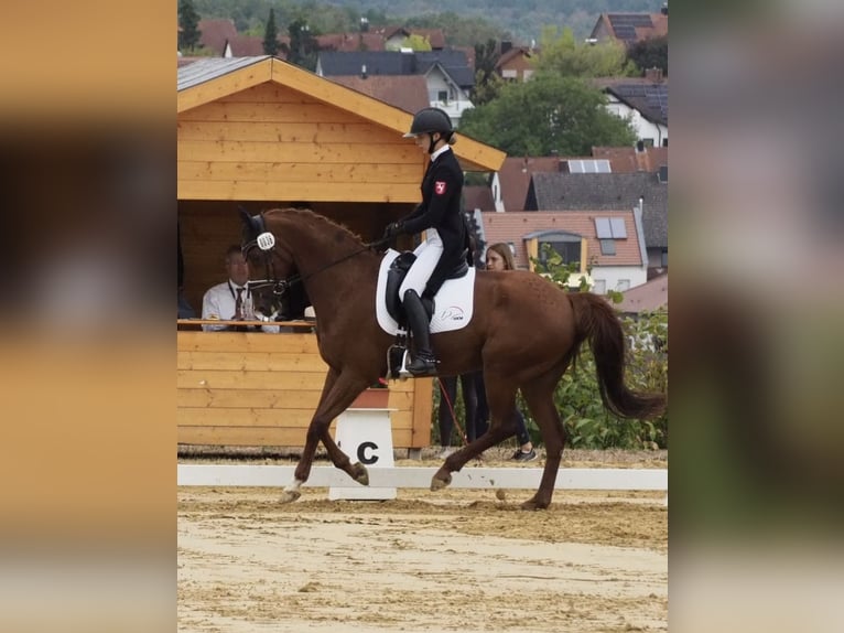 Holstein Castrone 14 Anni 171 cm Sauro in Bocholt