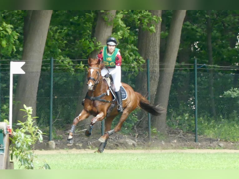 Holstein Castrone 14 Anni 171 cm Sauro in Bocholt