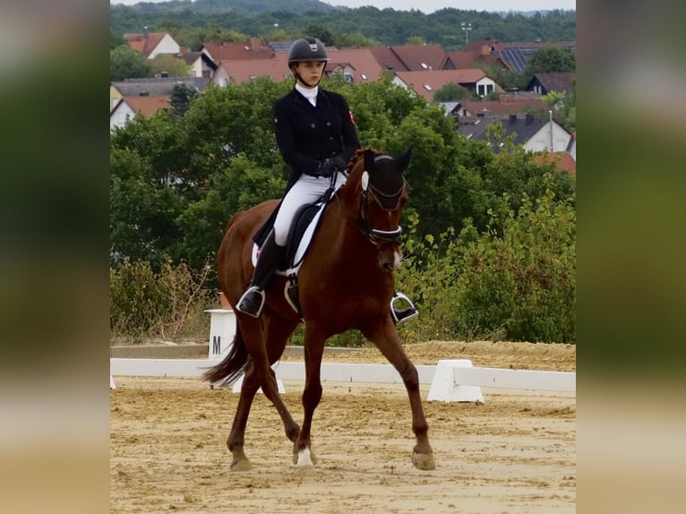 Holstein Castrone 14 Anni 171 cm Sauro in Bocholt