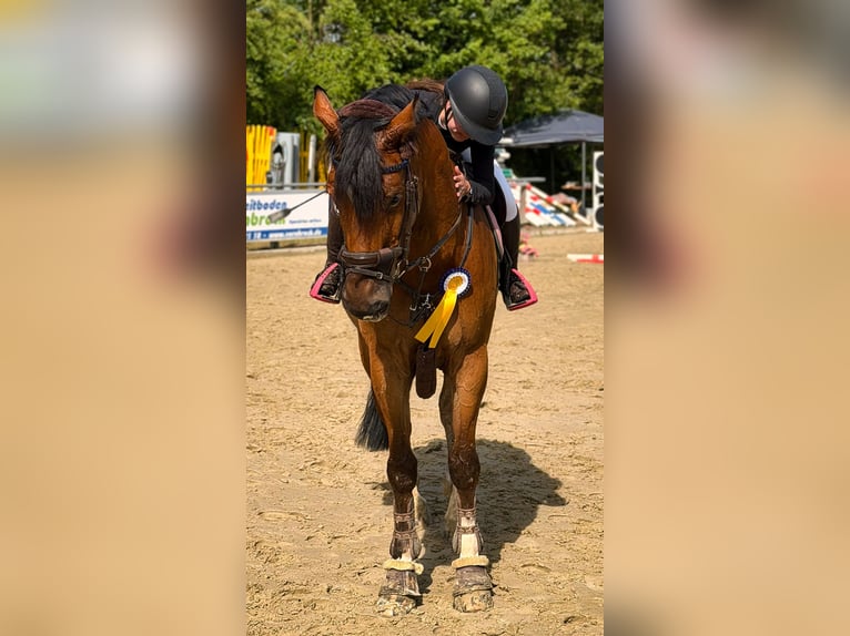 Holstein Castrone 14 Anni 173 cm Baio in Winnenden