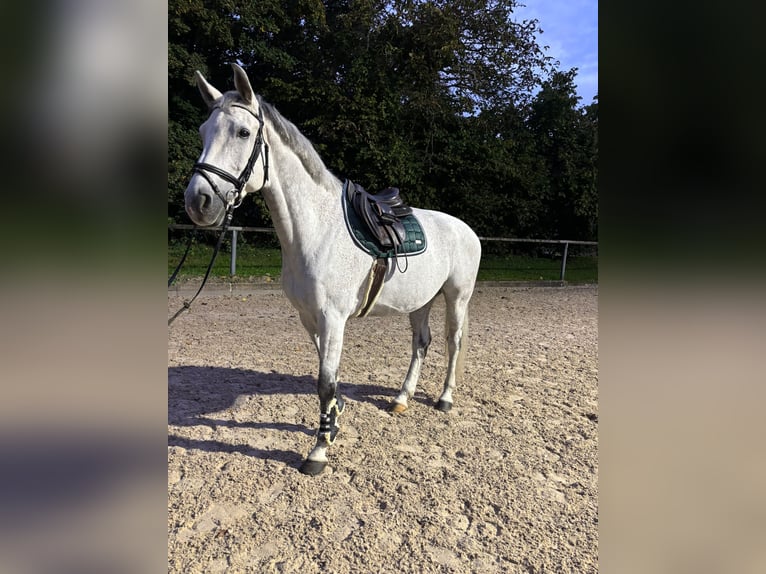 Holstein Castrone 14 Anni 173 cm Grigio in Aichwald