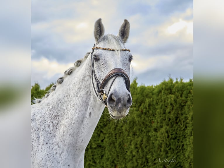 Holstein Castrone 14 Anni 173 cm Grigio trotinato in Petting