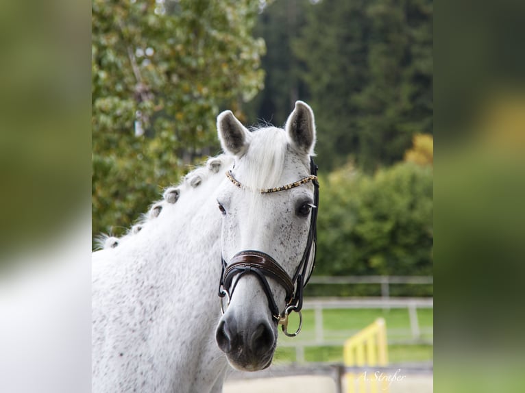 Holstein Castrone 14 Anni 173 cm Grigio trotinato in Petting