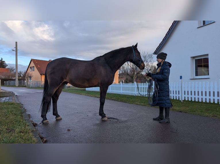 Holstein Castrone 14 Anni 174 cm Baio scuro in Salzatal