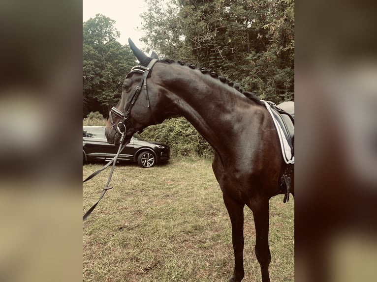 Holstein Castrone 14 Anni 175 cm Baio nero in Berne