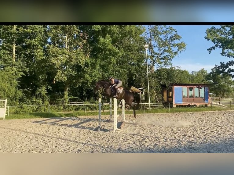 Holstein Castrone 14 Anni 175 cm Baio nero in Berne