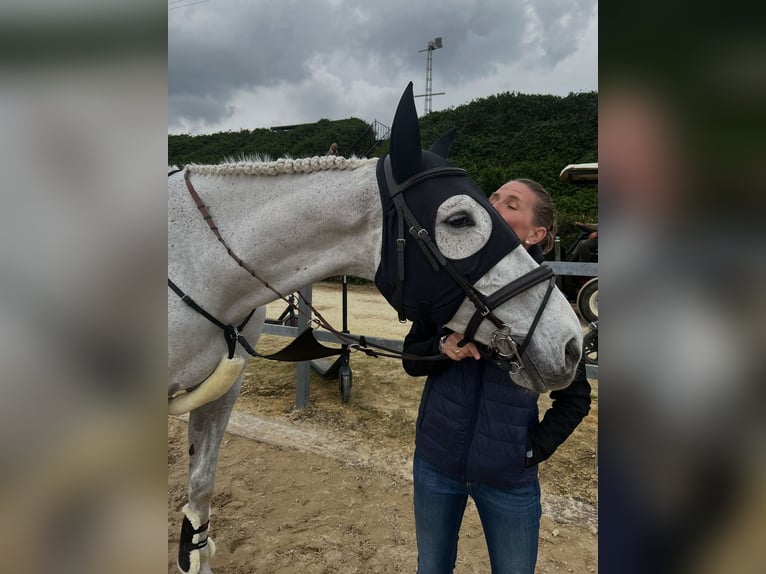 Holstein Castrone 14 Anni 178 cm Grigio pezzato in Neuwied