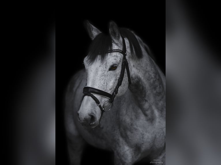 Holstein Castrone 15 Anni 160 cm Grigio pezzato in Markt Schwaben