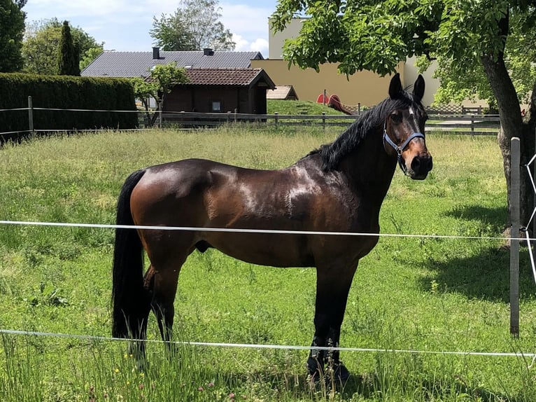 Holstein Castrone 15 Anni 168 cm in Aurolzm&#xFC;nster