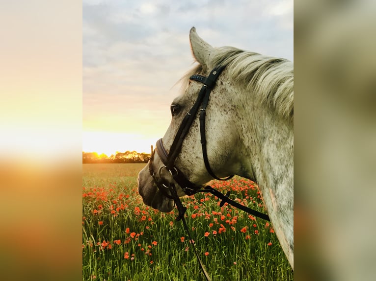 Holstein Castrone 15 Anni 168 cm Grigio in Fehrbellin