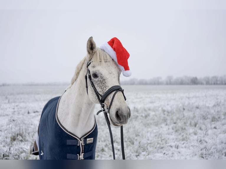 Holstein Castrone 15 Anni 168 cm Grigio in Fehrbellin