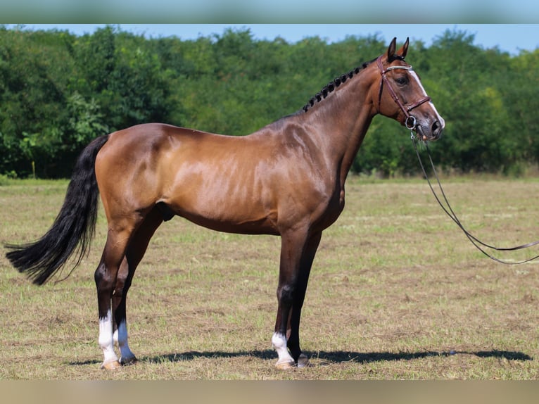 Holstein Castrone 15 Anni 169 cm Baio scuro in Gönyű