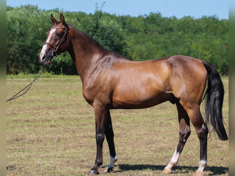 Holstein Castrone 15 Anni 169 cm Baio scuro in Gönyű