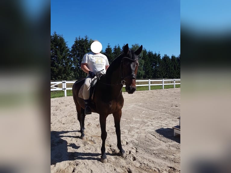 Holstein Castrone 15 Anni 170 cm Baio in Großheide