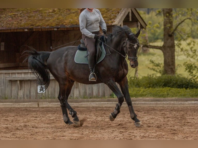 Holstein Castrone 15 Anni 170 cm Baio nero in Moosach