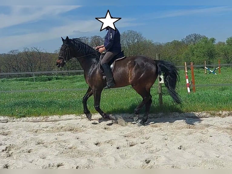 Holstein Castrone 15 Anni 174 cm Baio scuro in Salzmünde