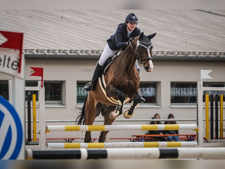 Holstein Castrone 15 Anni 175 cm Baio in Gilserberg