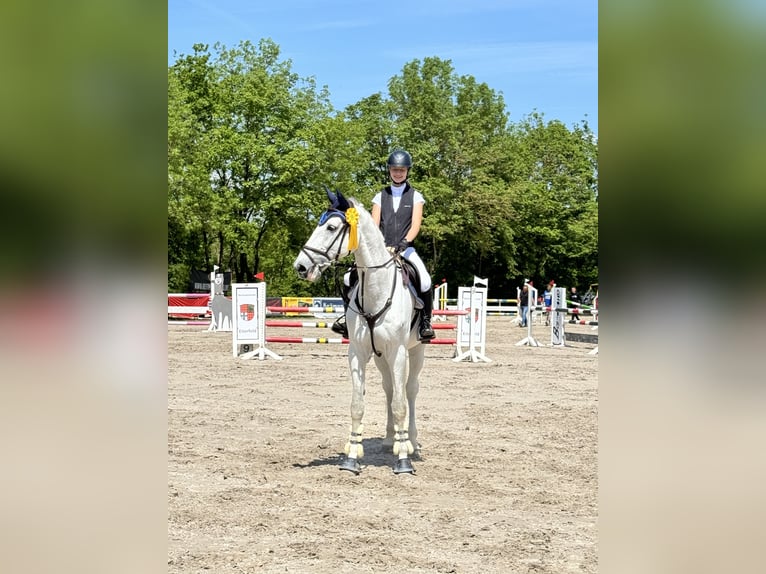 Holstein Castrone 15 Anni 175 cm Grigio in Staufenberg