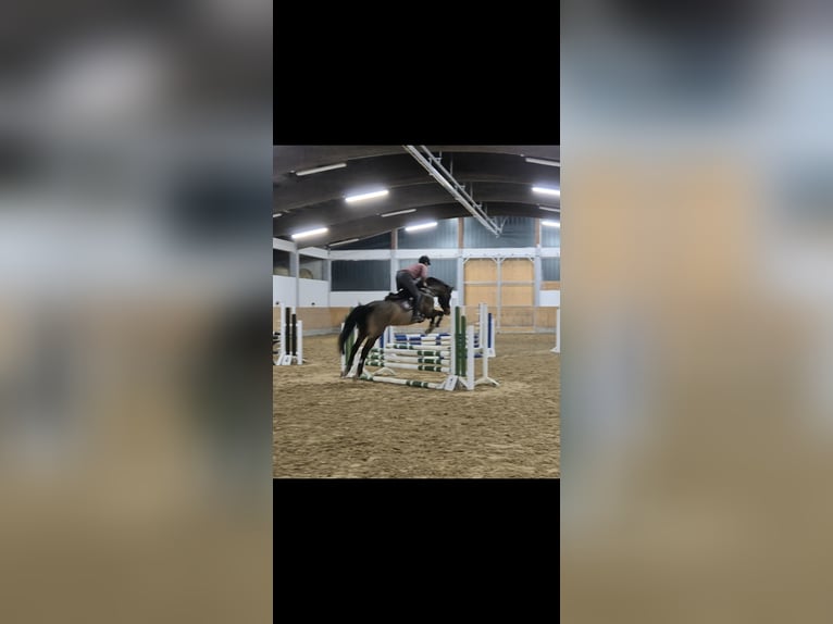 Holstein Castrone 16 Anni 160 cm Baio scuro in Bad Wildungen