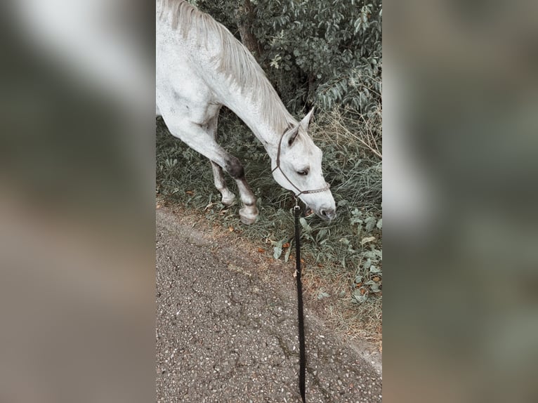 Holstein Castrone 16 Anni 165 cm Grigio in Heidmühlen