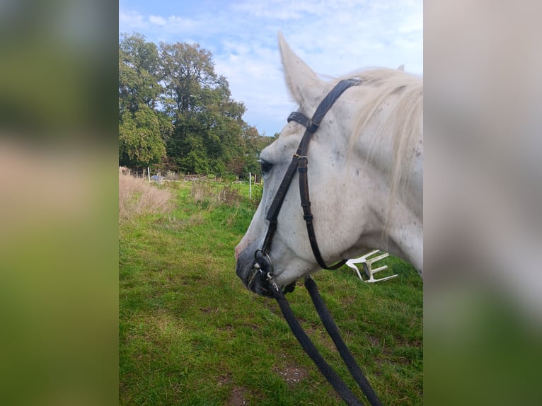 Holstein Castrone 16 Anni 167 cm Grigio trotinato in Neustadt am Rübenberge