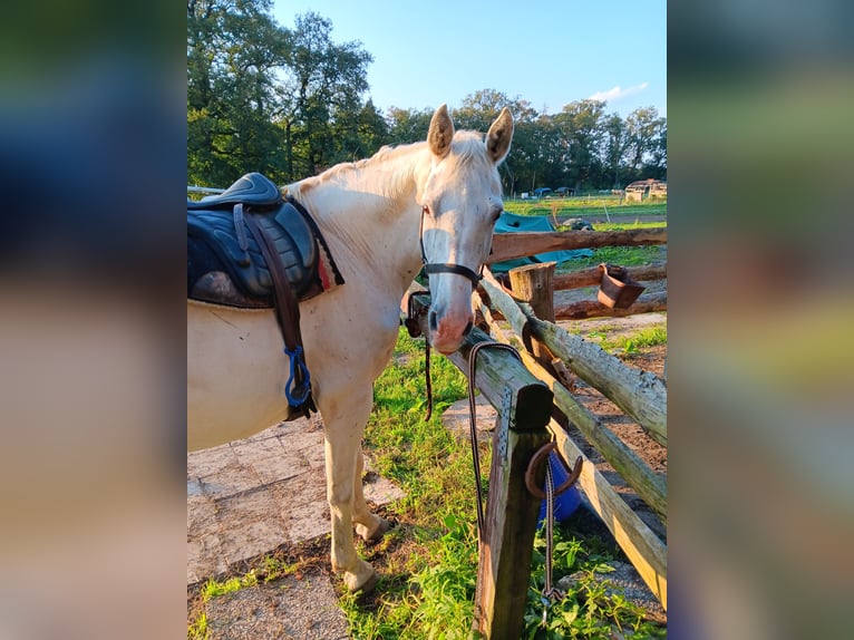 Holstein Castrone 16 Anni 167 cm Grigio trotinato in Neustadt am Rübenberge