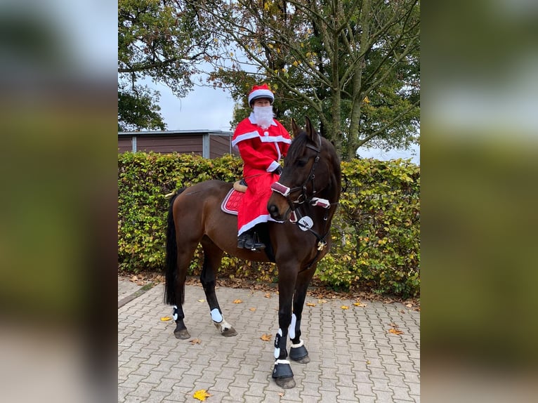 Holstein Castrone 16 Anni 168 cm Baio in Reppenstedt