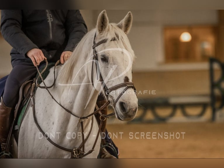 Holstein Castrone 16 Anni 168 cm Grigio in Hohenlohe