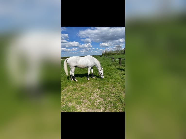 Holstein Castrone 16 Anni 173 cm Grigio in Rommerskirchen