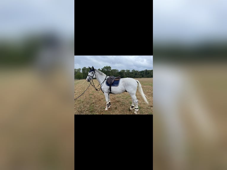 Holstein Castrone 16 Anni 173 cm Grigio in Rommerskirchen