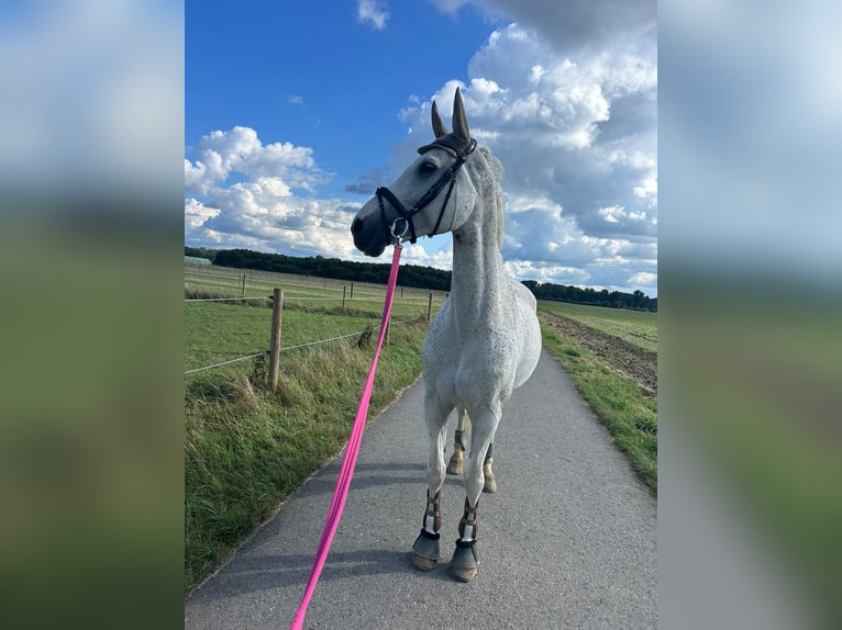Holstein Castrone 16 Anni 173 cm Grigio trotinato in Neuss