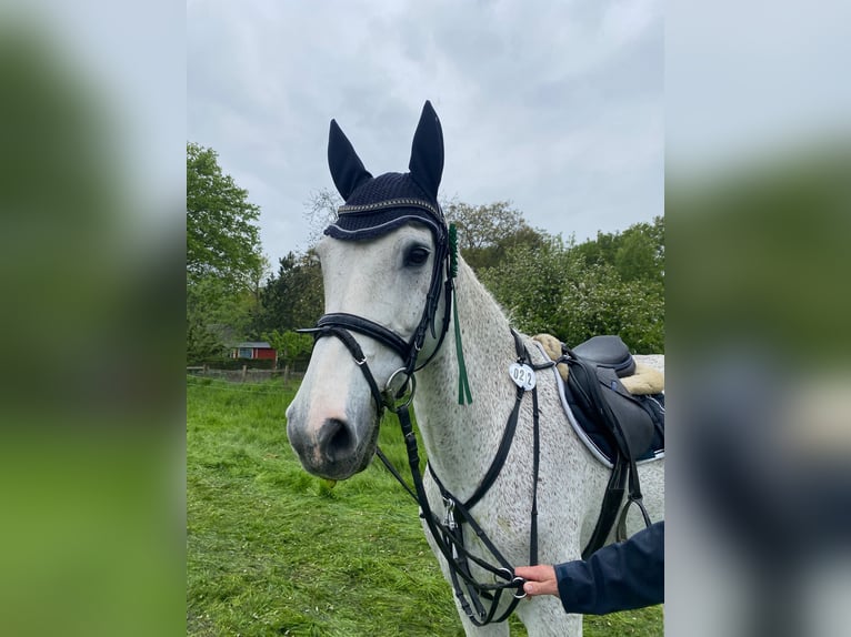 Holstein Castrone 16 Anni 173 cm Grigio trotinato in Neuss