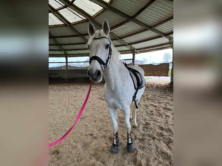 Holstein Castrone 16 Anni 173 cm Grigio trotinato in Neuss