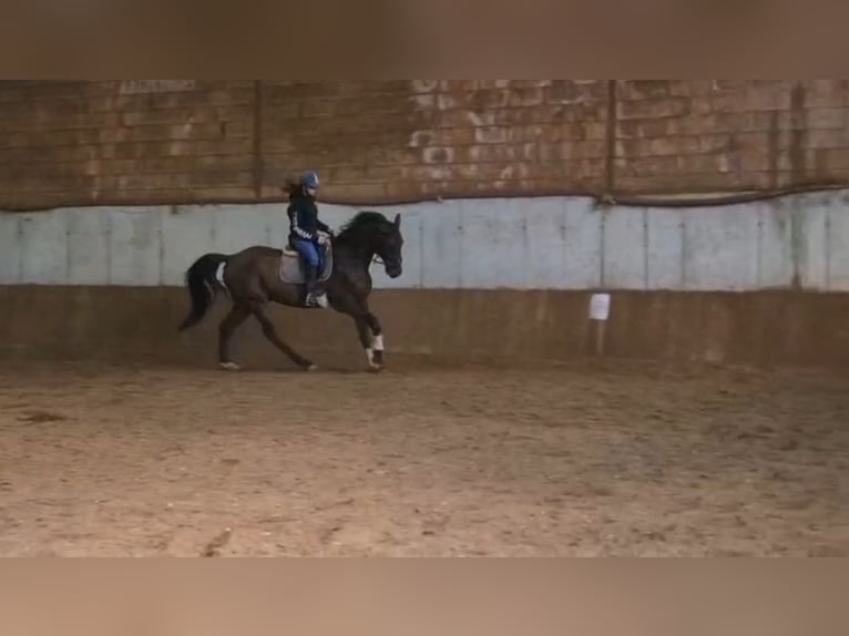 Holstein Castrone 16 Anni 175 cm Baio in Ladendorf