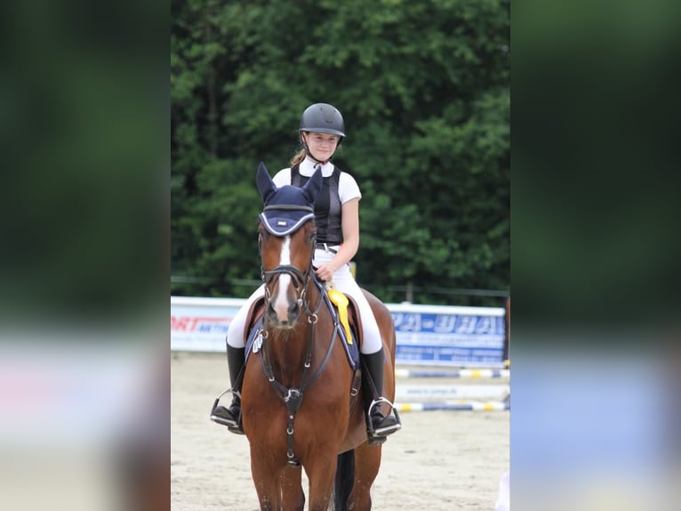 Holstein Castrone 16 Anni 180 cm Baio in Brakel