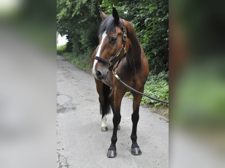 Holstein Castrone 16 Anni 180 cm Baio in Brakel
