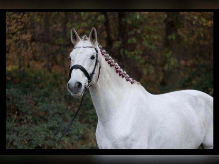Holstein Castrone 16 Anni 180 cm Grigio in Lorsch