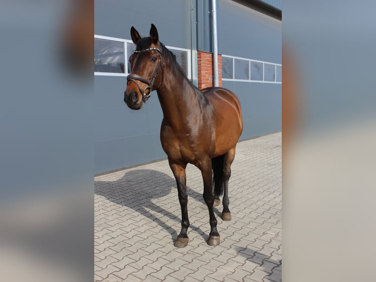 Holstein Castrone 17 Anni 168 cm Baio nero in Itterbeck
