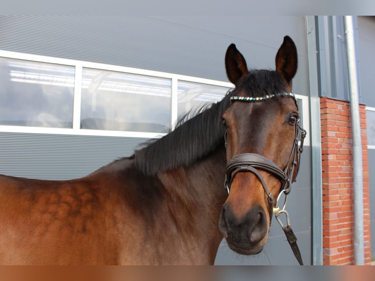 Holstein Castrone 17 Anni 168 cm Baio nero in Itterbeck