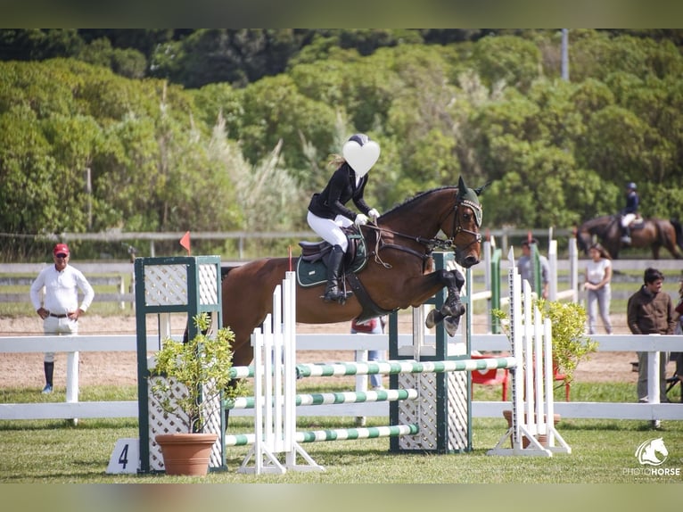 Holstein Castrone 17 Anni 171 cm Baio in Quinta da Marinha