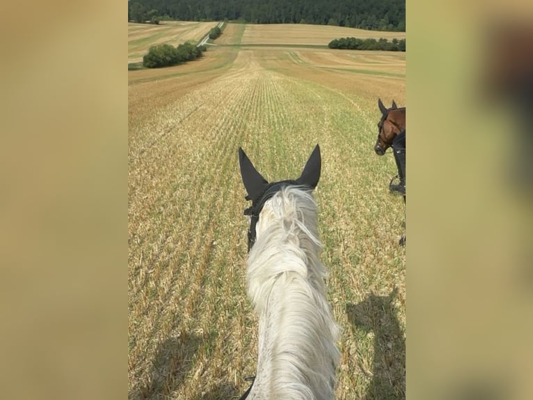 Holstein Castrone 17 Anni 172 cm Grigio trotinato in Uder