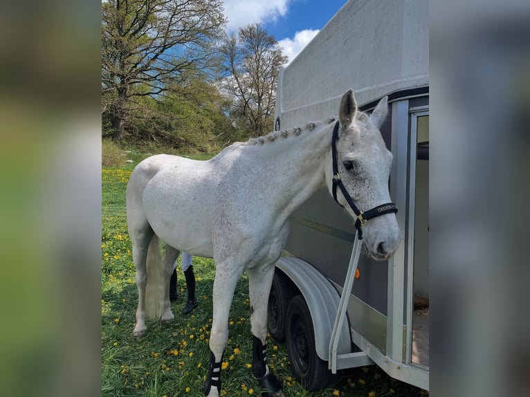 Holstein Castrone 17 Anni 172 cm Grigio trotinato in Uder