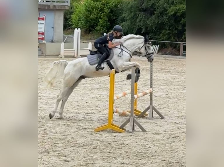 Holstein Castrone 17 Anni 172 cm Grigio trotinato in Uder