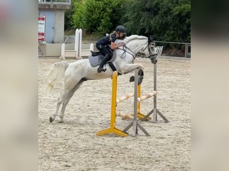 Holstein Castrone 17 Anni 172 cm Grigio trotinato in Uder