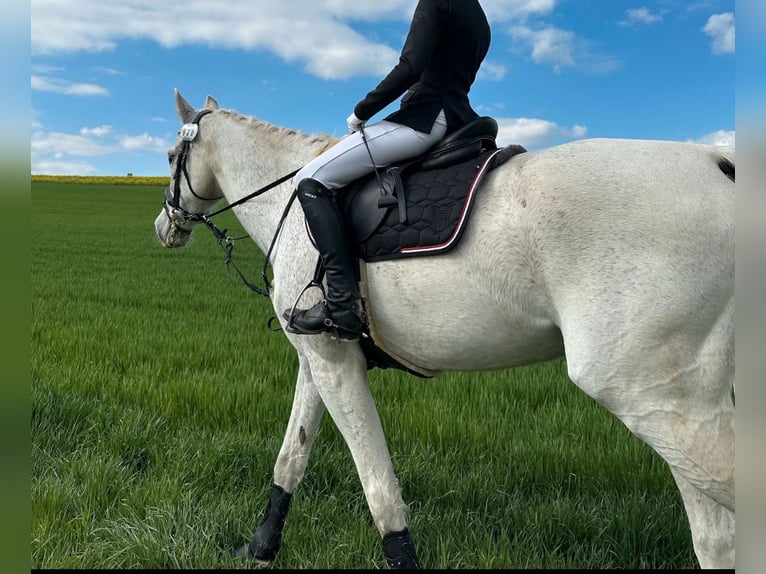 Holstein Castrone 17 Anni 172 cm Grigio trotinato in Uder