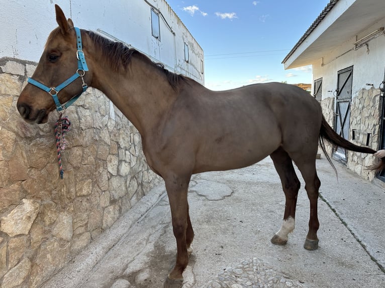 Holstein Castrone 17 Anni 180 cm Sauro scuro in Castellon De La Plana/Castello De La Pla