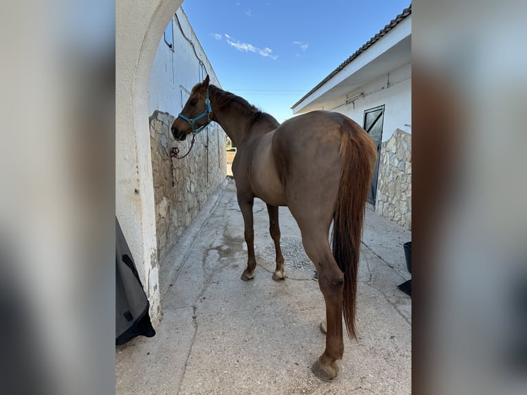 Holstein Castrone 17 Anni 185 cm Sauro scuro in Castellon De La Plana/Castello De La Pla